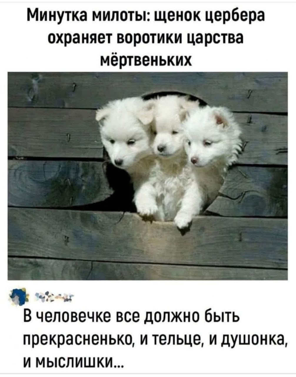 1006x1280, 133 Kb / щенки,будка,цербер