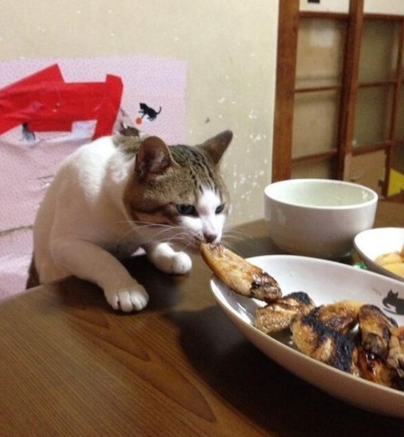 570x617, 104 Kb / кот, тарелка, стол, воровство