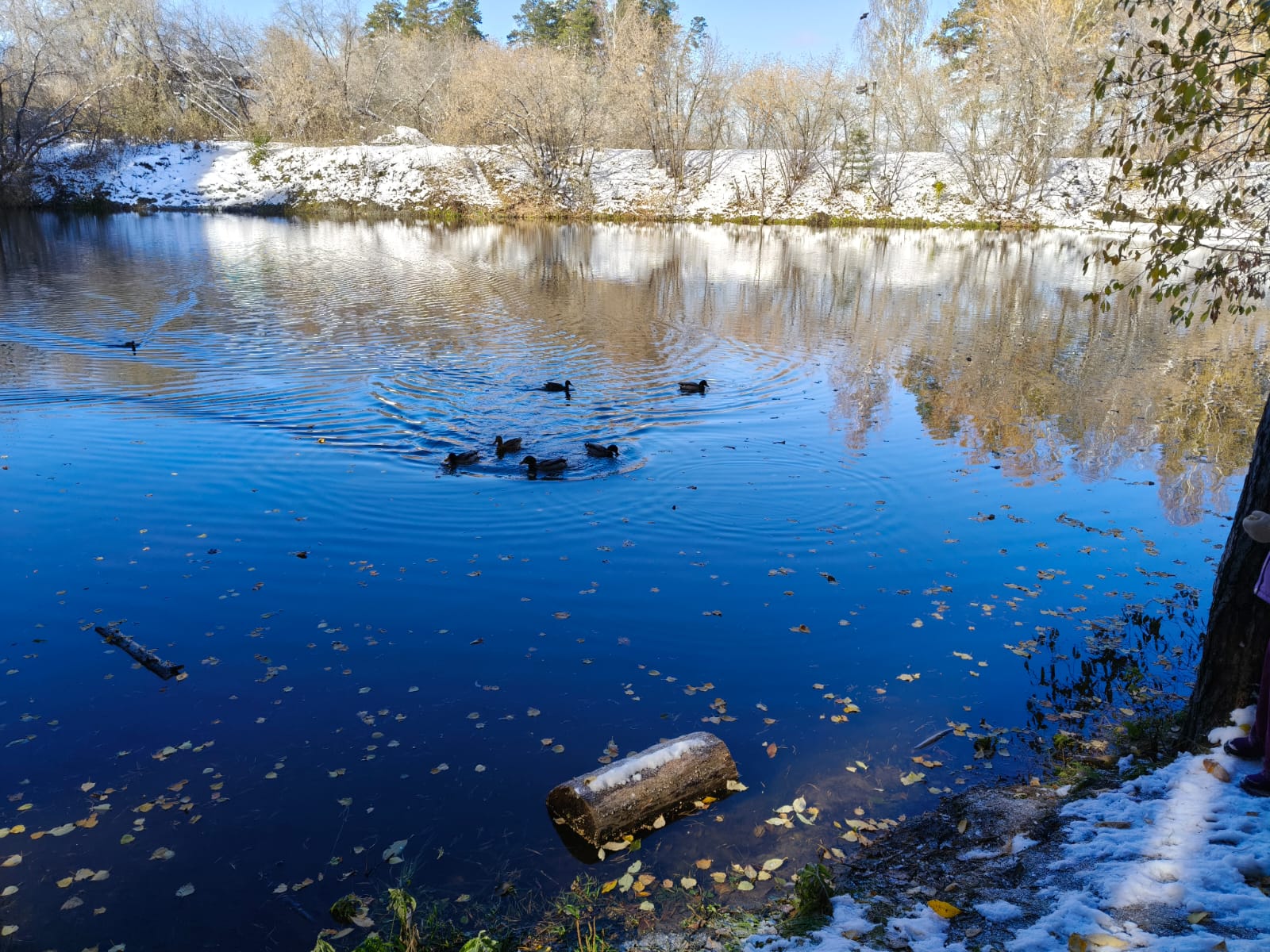 1600x1200, 356 Kb / утки, озеро, снег, бревно, Новосибирск