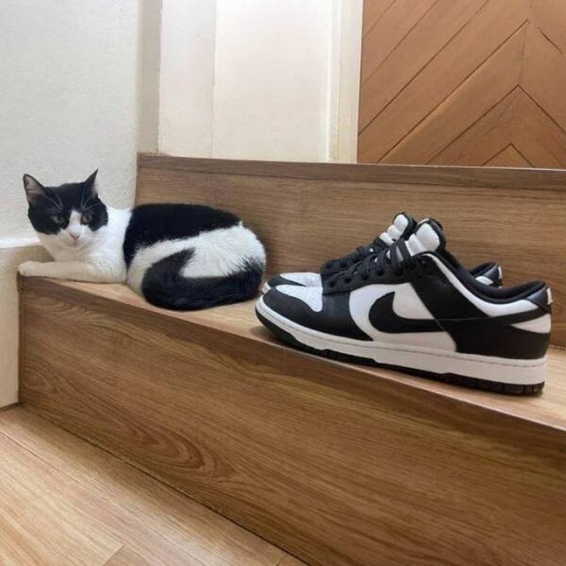 640x640, 79 Kb / лестница, ступеньки, кот, кошка, кроссовки, найк, nike