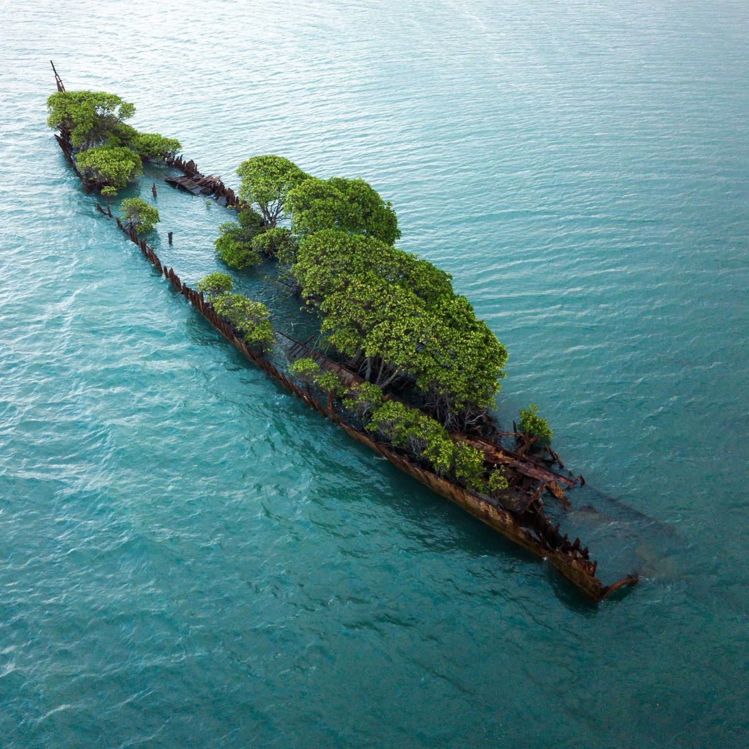 1536x1536, 443 Kb / корабль, заброшка, дерево, затонул