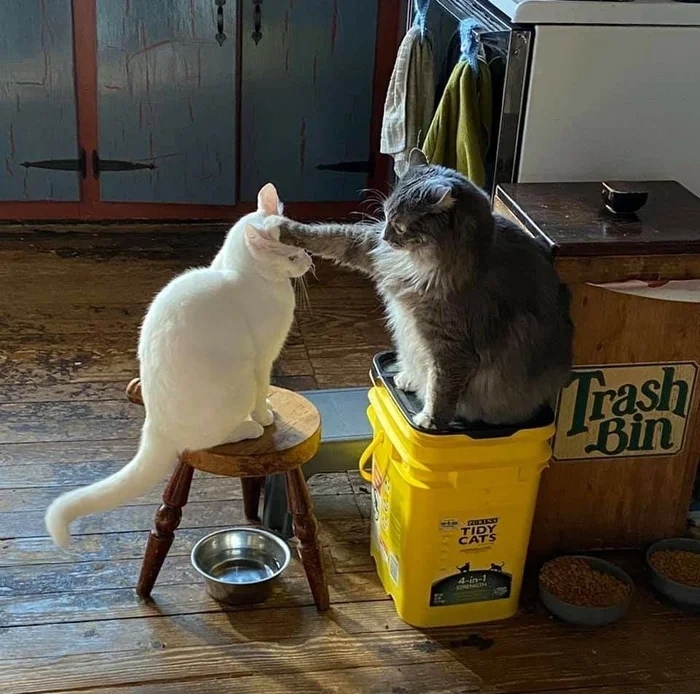 700x694, 341 Kb / Кот, чашка, корм, ведро