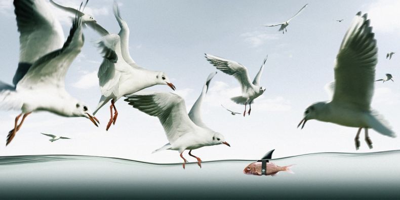 790x395, 53 Kb / чайки, рыба, хитрость