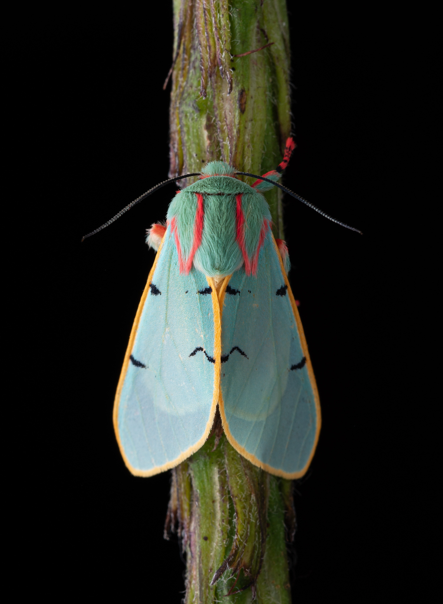 1503x2048, 482 Kb / Моль, мотылек