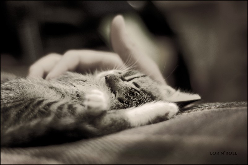 800x532, 64 Kb / котёнок, млеет