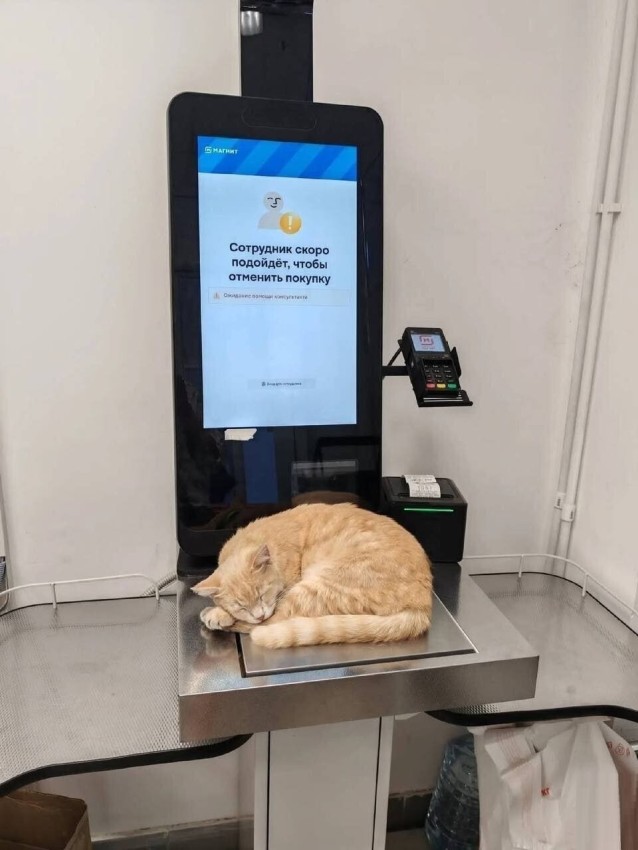 638x850, 78 Kb / касса, весы, терминал, кот, кошка, магнит