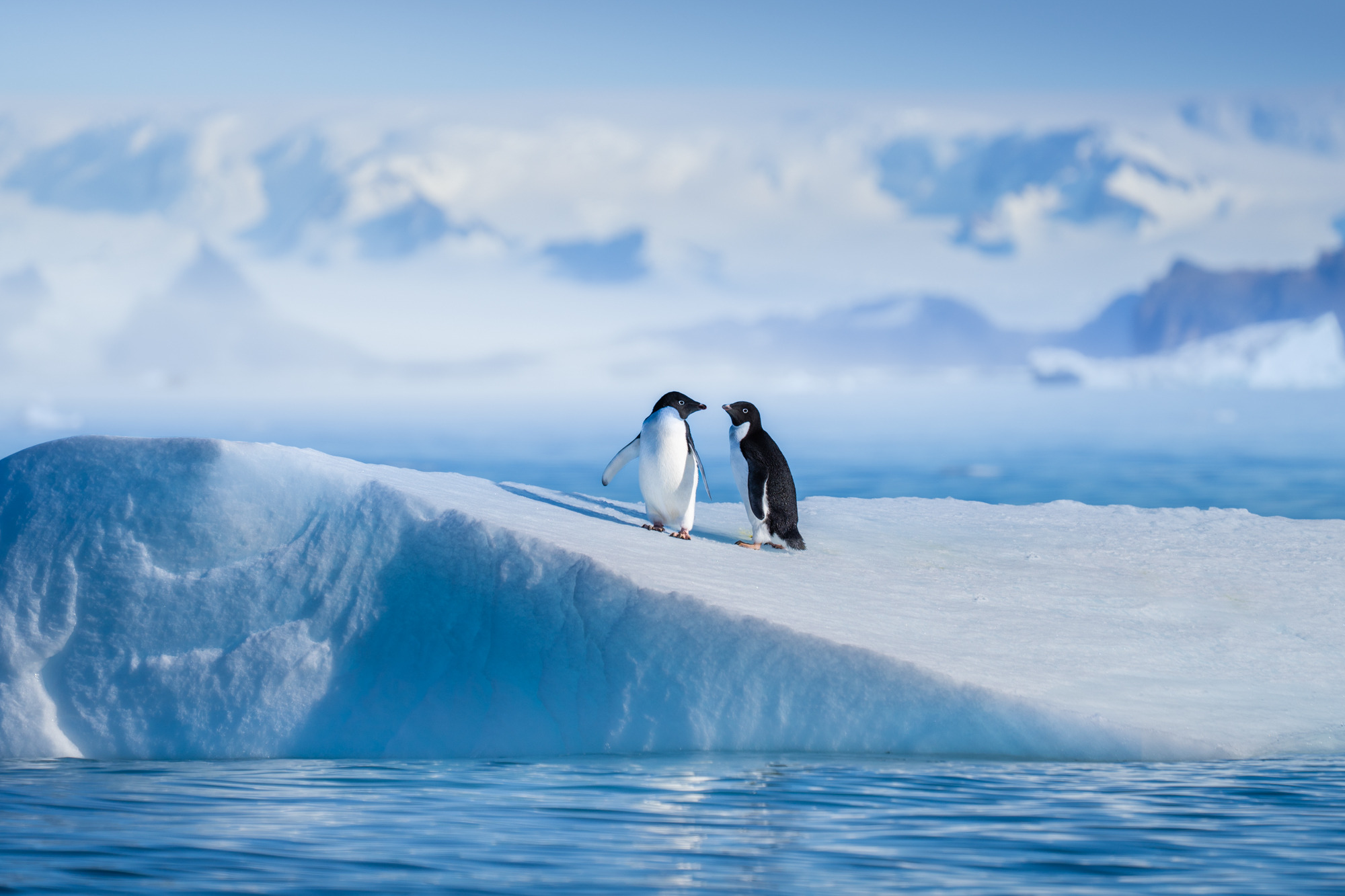 2000x1333, 434 Kb / пингвин