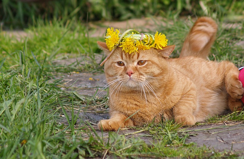 800x523, 129 Kb / кот, венок