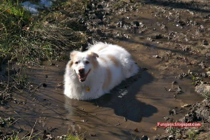 700x468, 62 Kb / собака, грязь, лужа, жарко