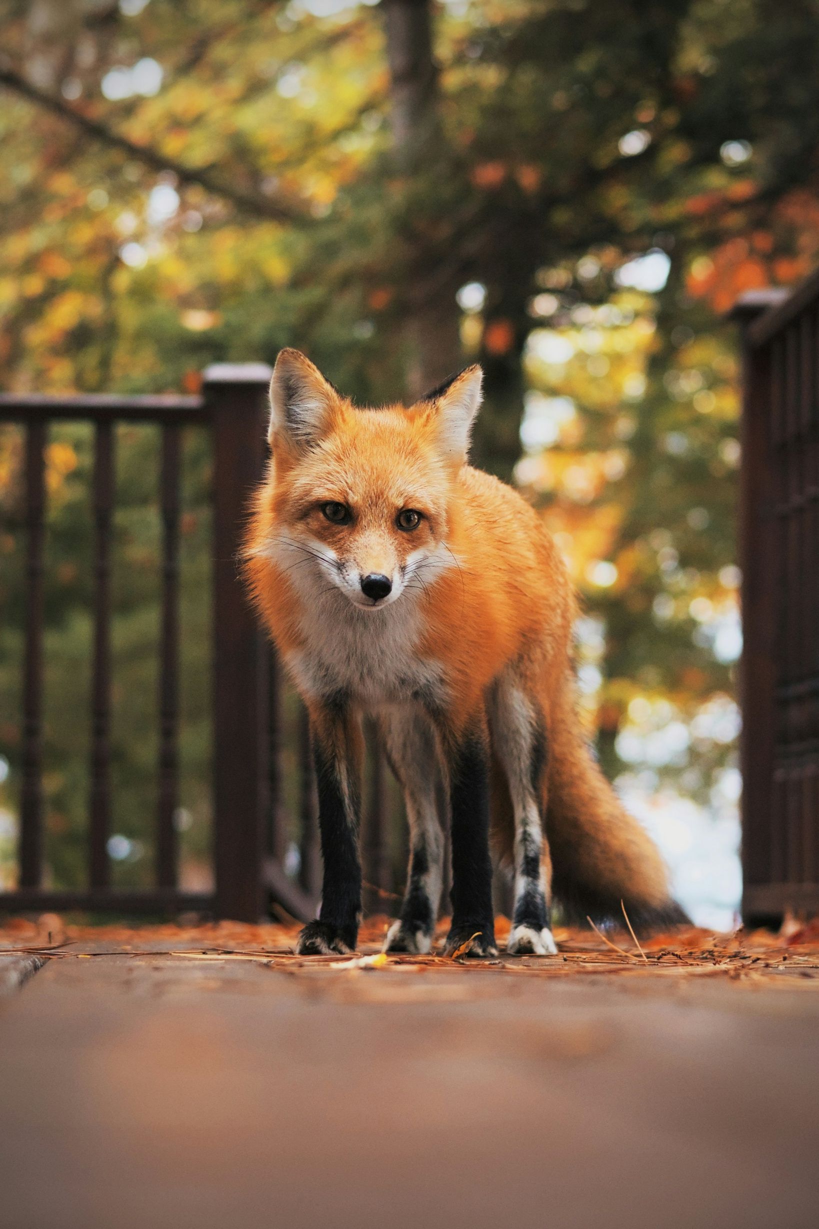 1638x2457, 400 Kb / Лиса