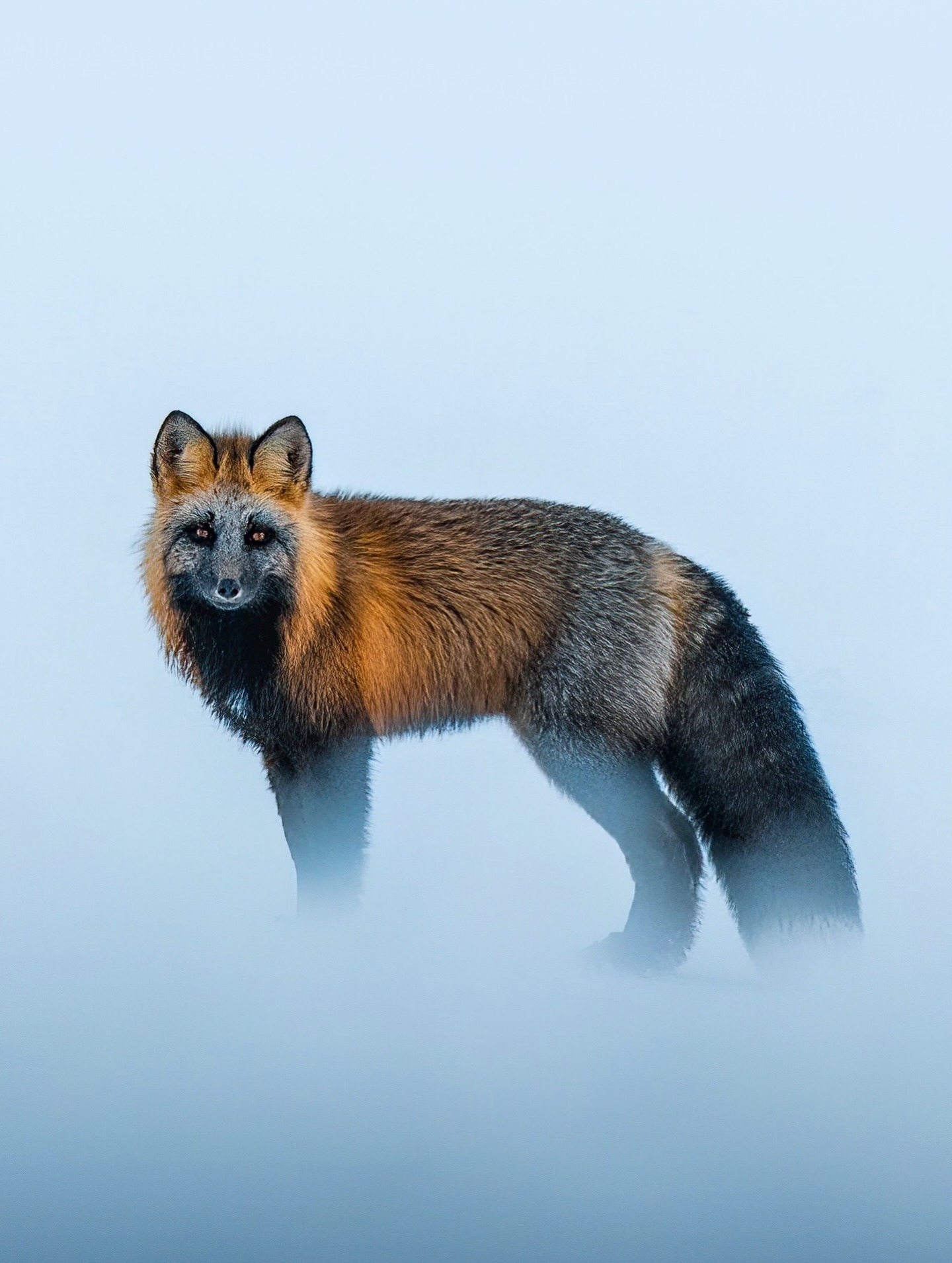 1440x1910, 323 Kb / лиса