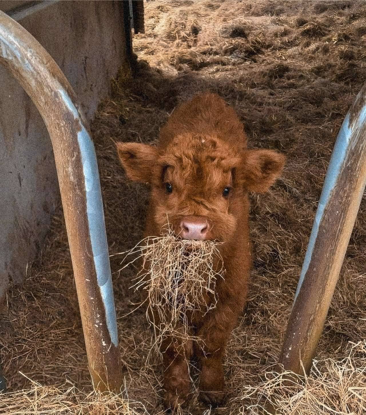 1280x1452, 390 Kb / теленок, сено