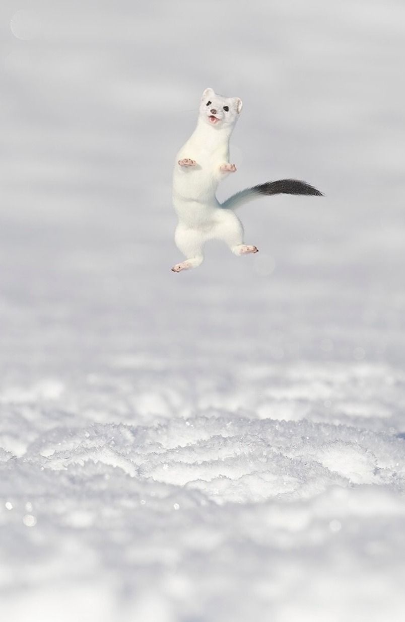 804x1236, 82 Kb / горностай, ласка, снег, прыжок