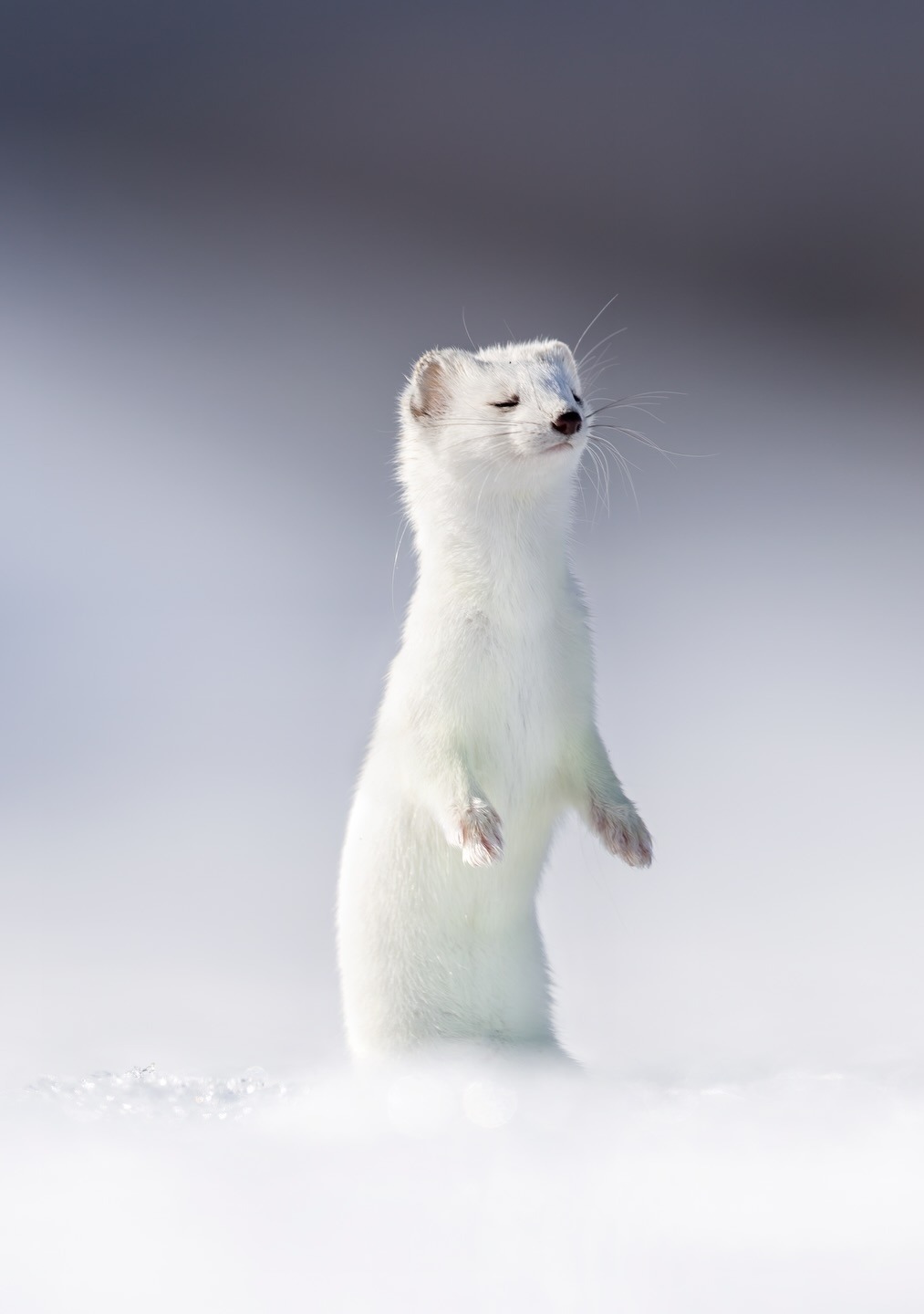 1013x1440, 83 Kb / горностай, ласка, снег