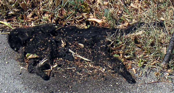 600x324, 135 Kb / кошка