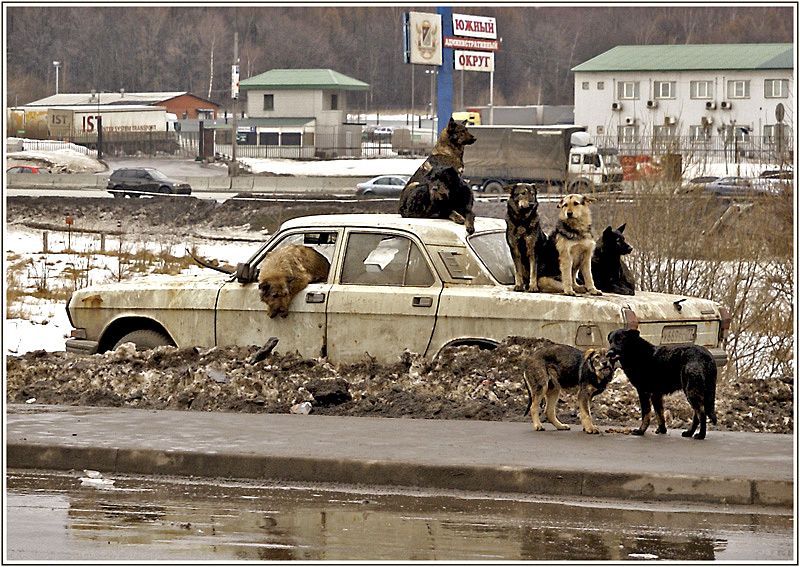 800x567, 140 Kb / собаки, волга, машина, грязь, снег