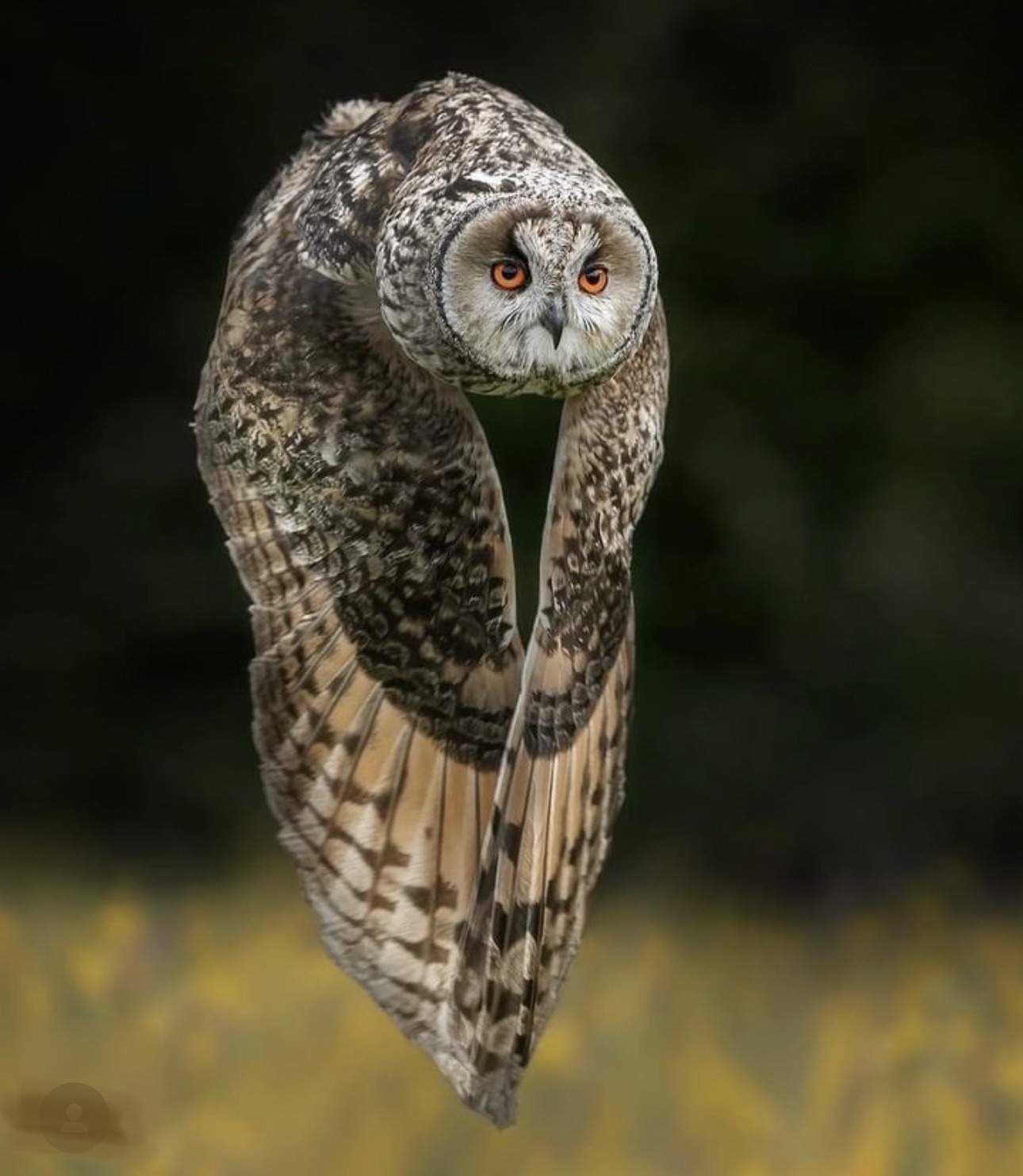 1290x1482, 240 Kb / сова