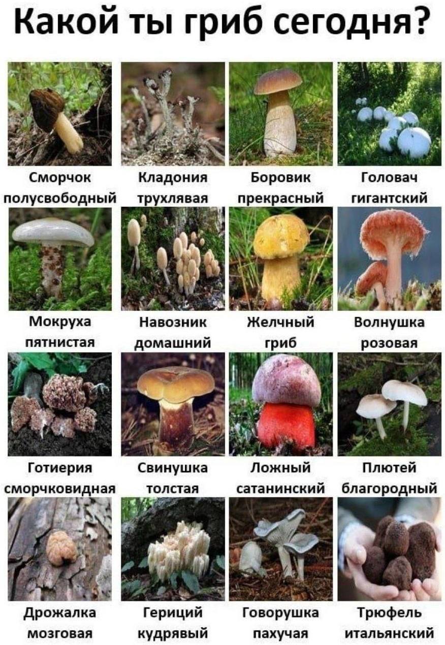 876x1270, 192 Kb / грибы