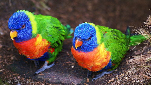 500x282, 137 Kb / попугаи