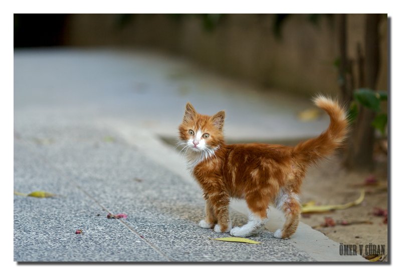 800x550, 59 Kb / котёнок, рыжий