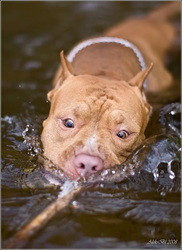 584x800, 92 Kb / собака, вода, палка