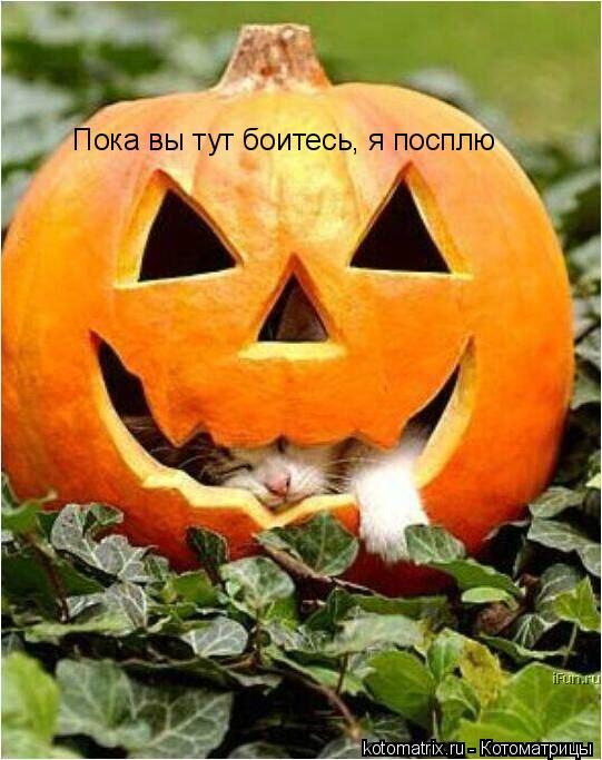 541x683, 60 Kb / helloween, котоматрицы, kotomatrix, котенок