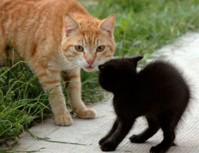 640x494, 66 Kb / кот, котёнок, шок