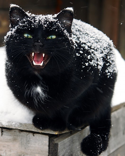 527x658, 92 Kb / кот, снег, агрессия