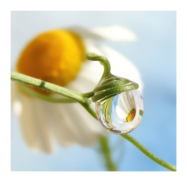 600x583, 26 Kb / ромашка, роса