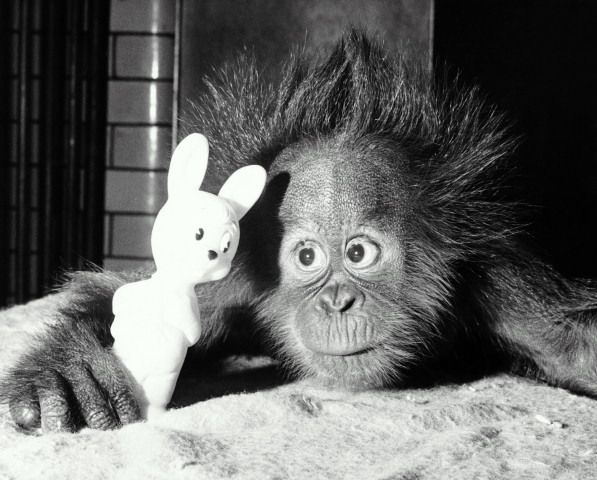 597x480, 52 Kb / обезьяна, заяц, игрушка, ч/б