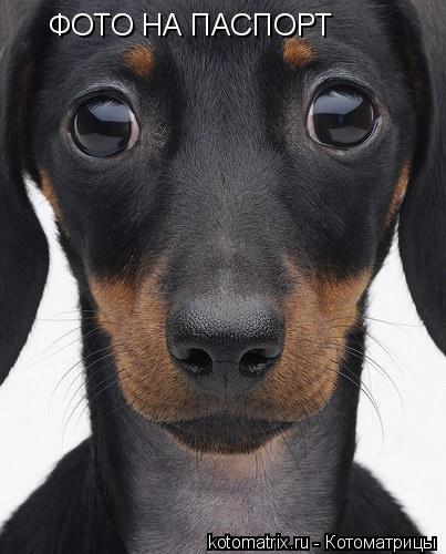 403x500, 39 Kb / собака, паспорт, глаза, фото