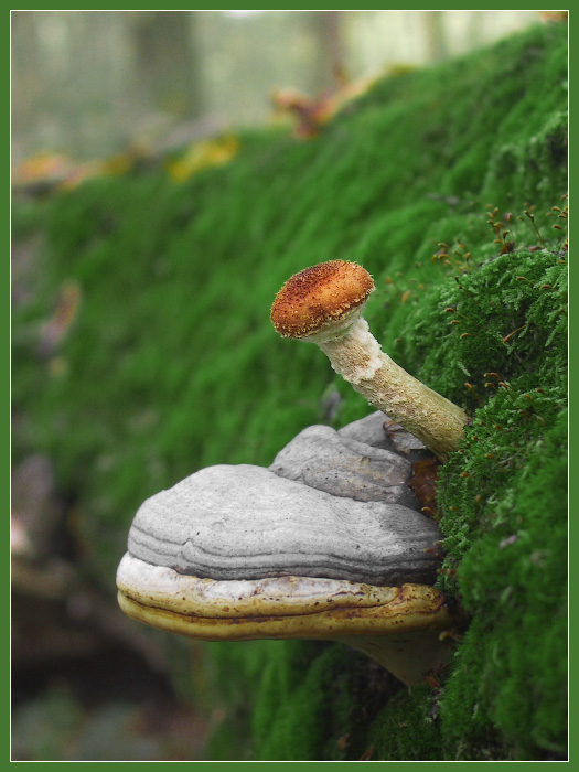 525x700, 121 Kb / грибы, мох, камни
