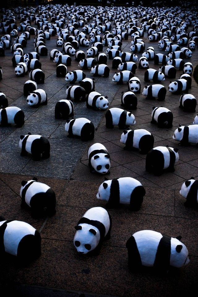 640x960, 152 Kb / панды