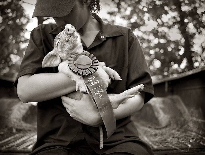 694x525, 65 Kb / свинья, ч/б, приз