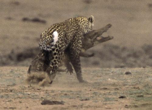 500x364, 27 Kb / леопард, крокодил, схватка