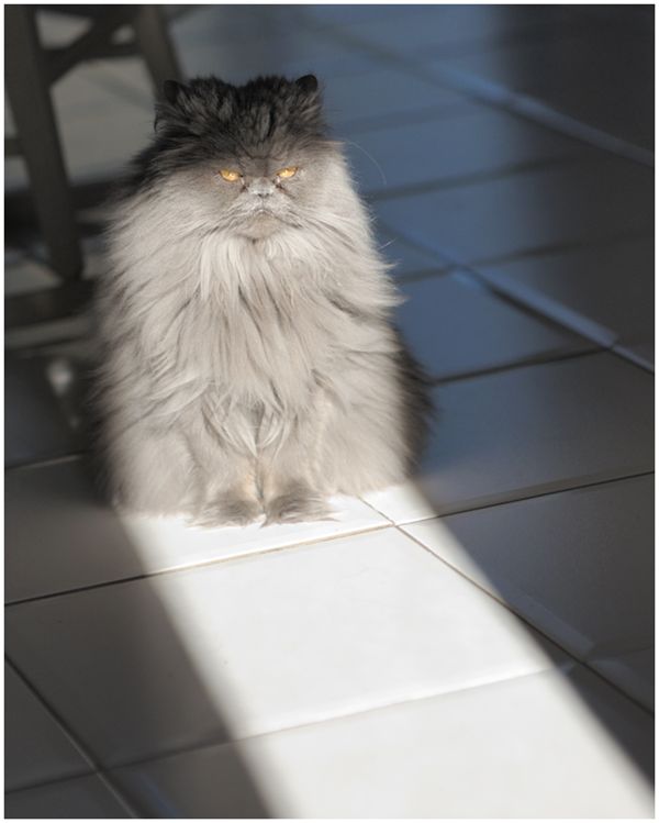 600x749, 38 Kb / сердитый, кот, луч