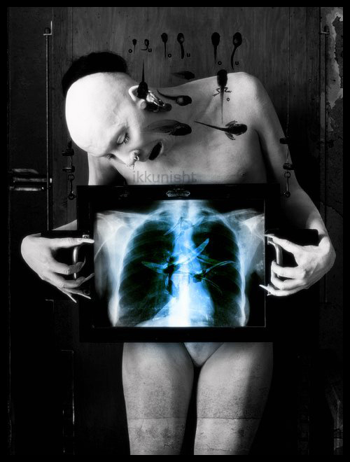 500x660, 154 Kb / бабочки