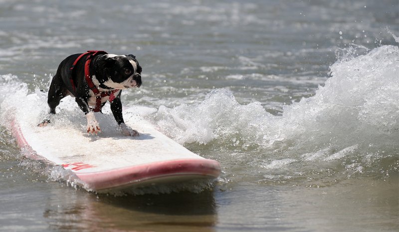 800x465, 77 Kb / собака, сёрфинг, вода, волна, море