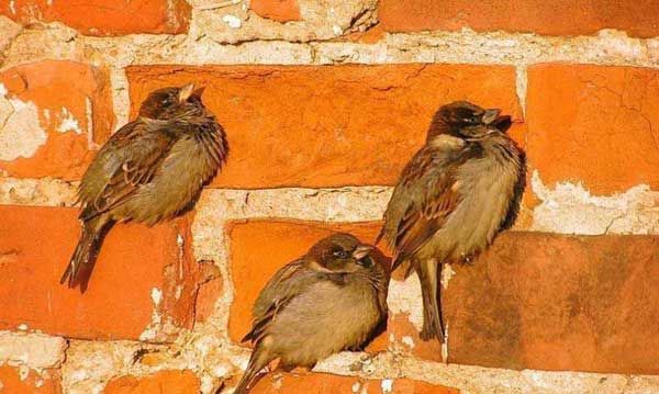 600x359, 50 Kb / воробей, стена, кирпич