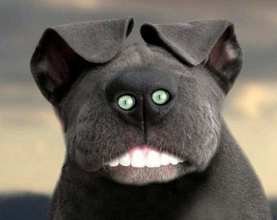 550x437, 40 Kb / морда, зубы, глаза, ноздри, собака