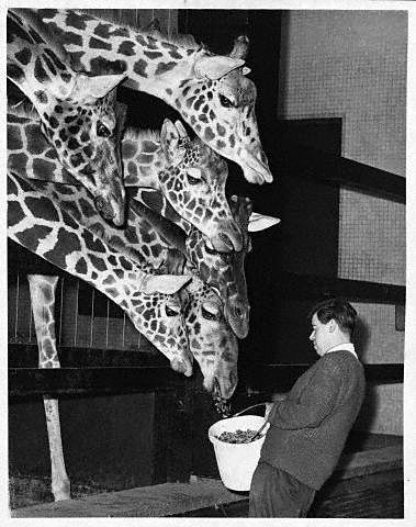 379x480, 71 Kb / жирафы, ч/б, зоопарк, корм
