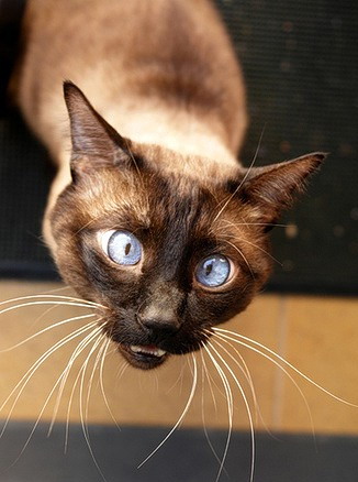 326x438, 43 Kb / кот, тайский