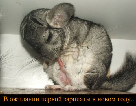 470x367, 33 Kb / Зарплата,сосет,тушканчик