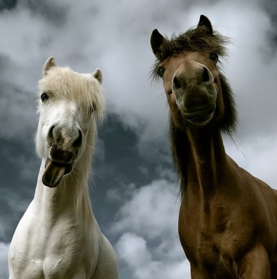 566x570, 47 Kb / кони, лошади