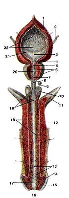 141x405, 13 Kb / инструкция