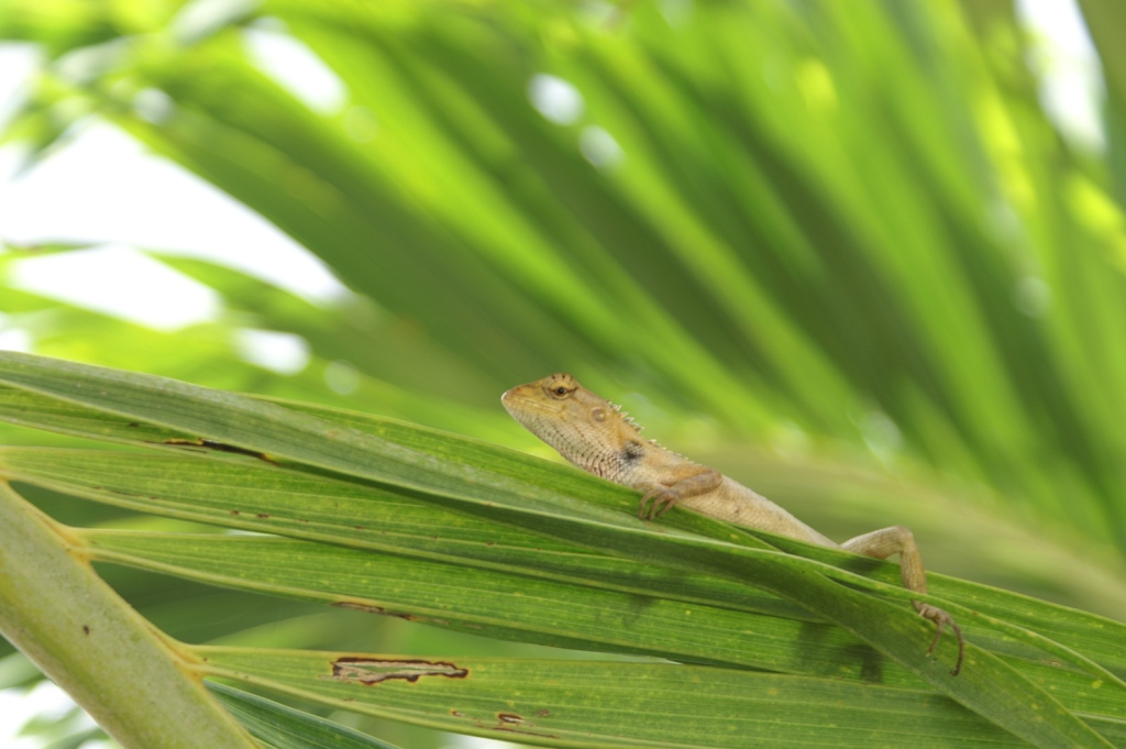 1024x681, 227 Kb / ящерица