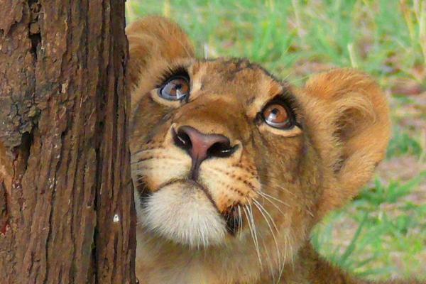 600x400, 42 Kb / львенок, глаза