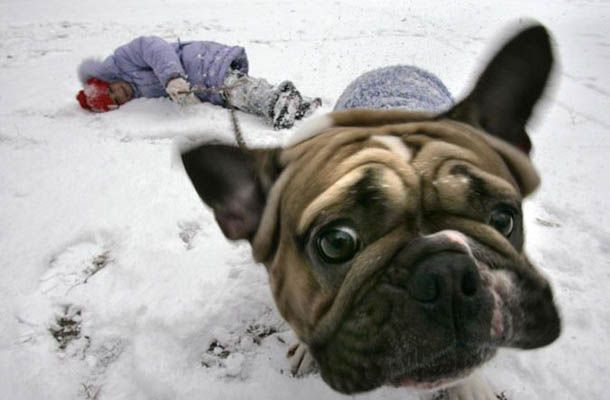 610x400, 34 Kb / боксер, зима, снег