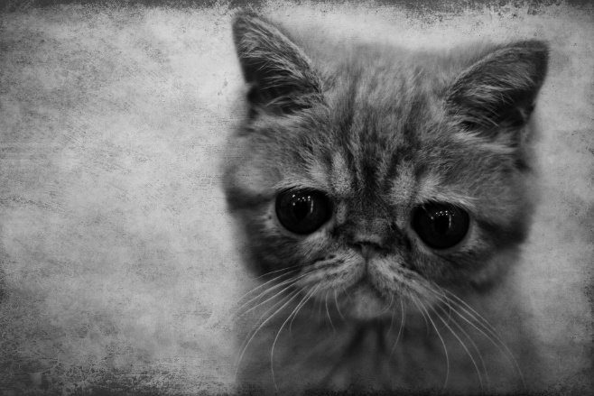 658x439, 117 Kb / котенок, ч/б