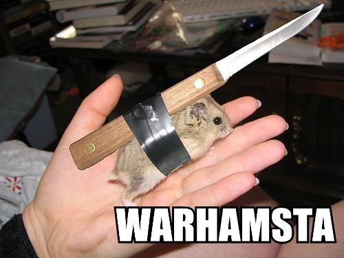 500x375, 32 Kb / хомяк, нож, скотч